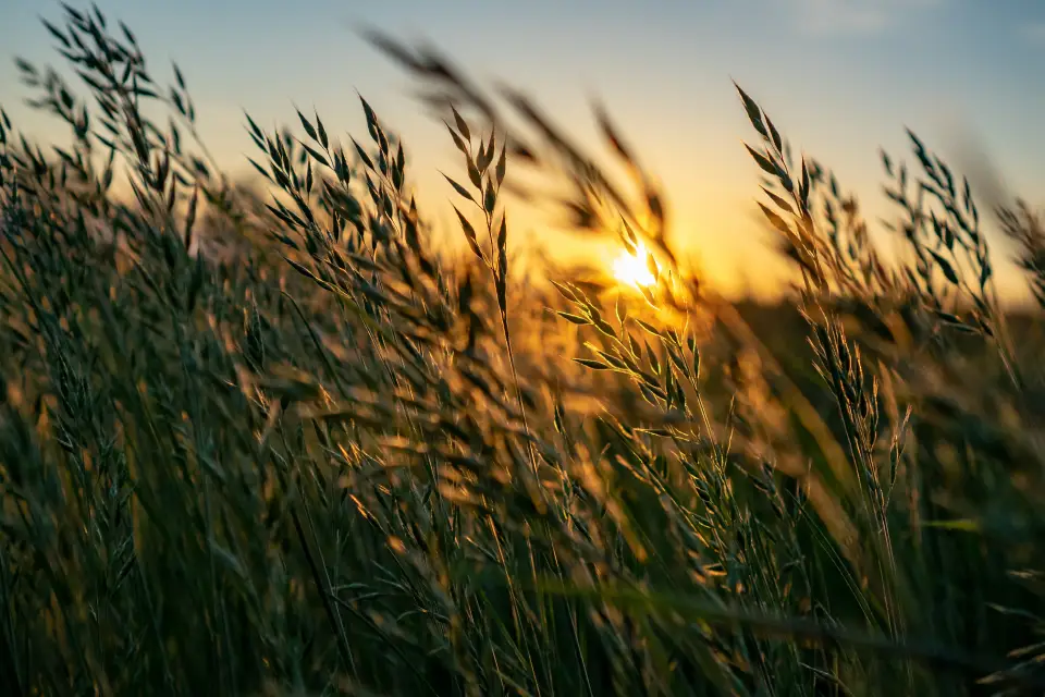 Sunset over tall grass field