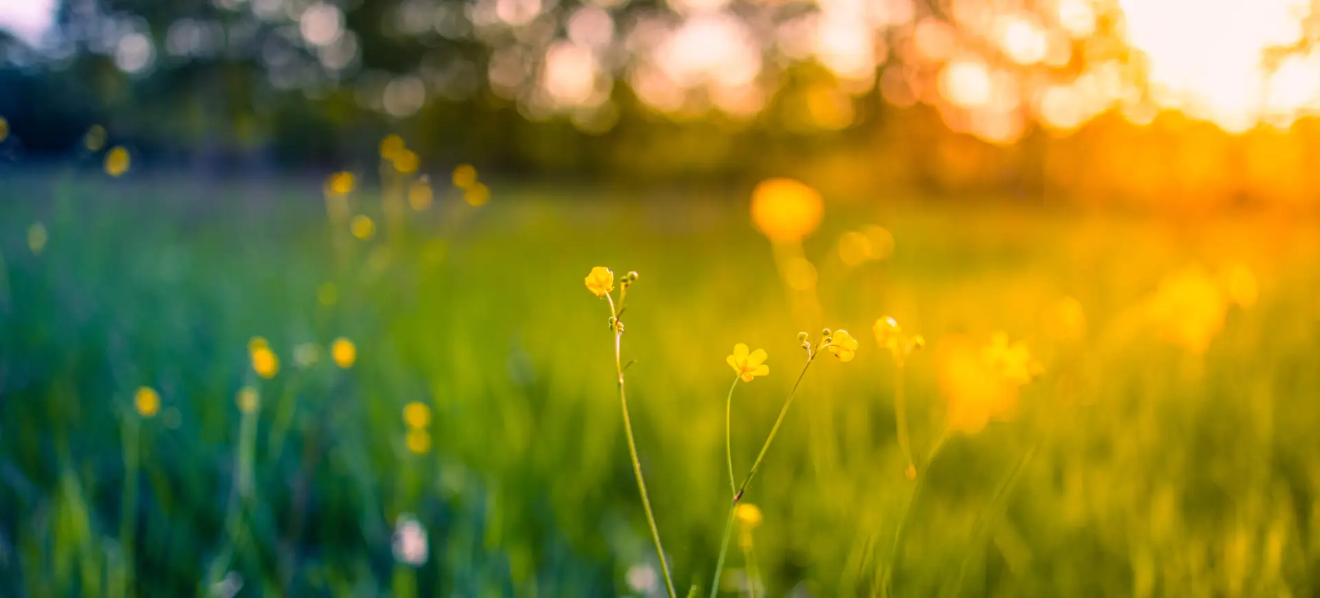 Sunlit field with blooming yellow flowers.
